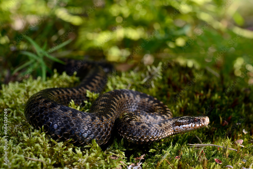 Obraz premium Kreuzotter // Common Adder (Vipera berus) 