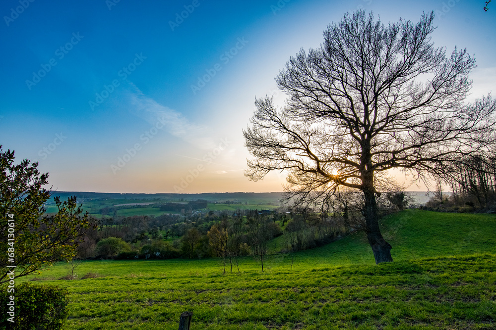 sunset over the field with tree