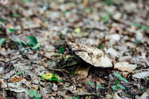 Autumn mushroom under fallen autumn leaves