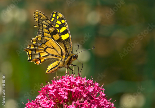 Papillon machaon jaune et noir