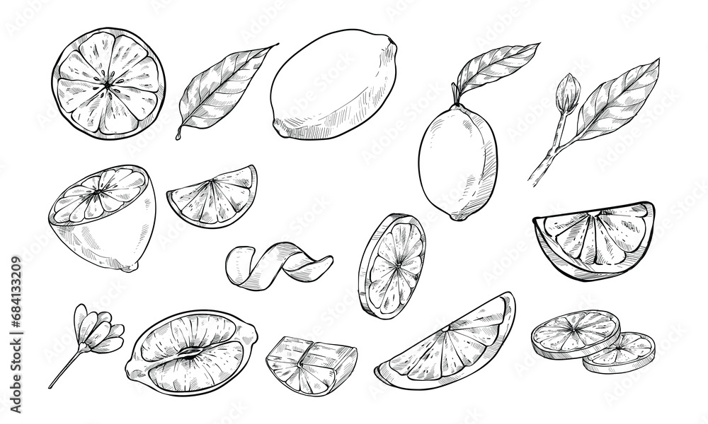 lemon slice handdrawn collection engraving lemon slice handdrawn collection engraving