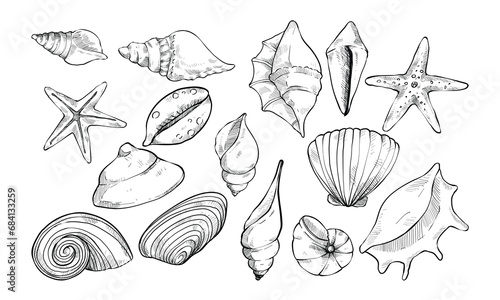 sea shell handdrawn collection engraving © nikagraphic