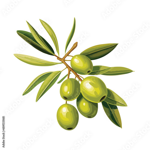 Vector green olives on branch illustrations isolated on white background, vector olives and leaves illustrations, vector vegetable, olive, Eps format 