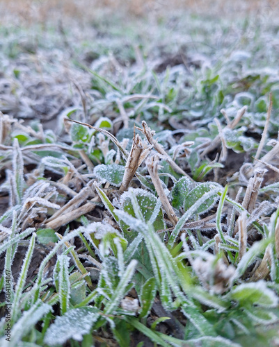Grass in a garden frozen by the winter cold