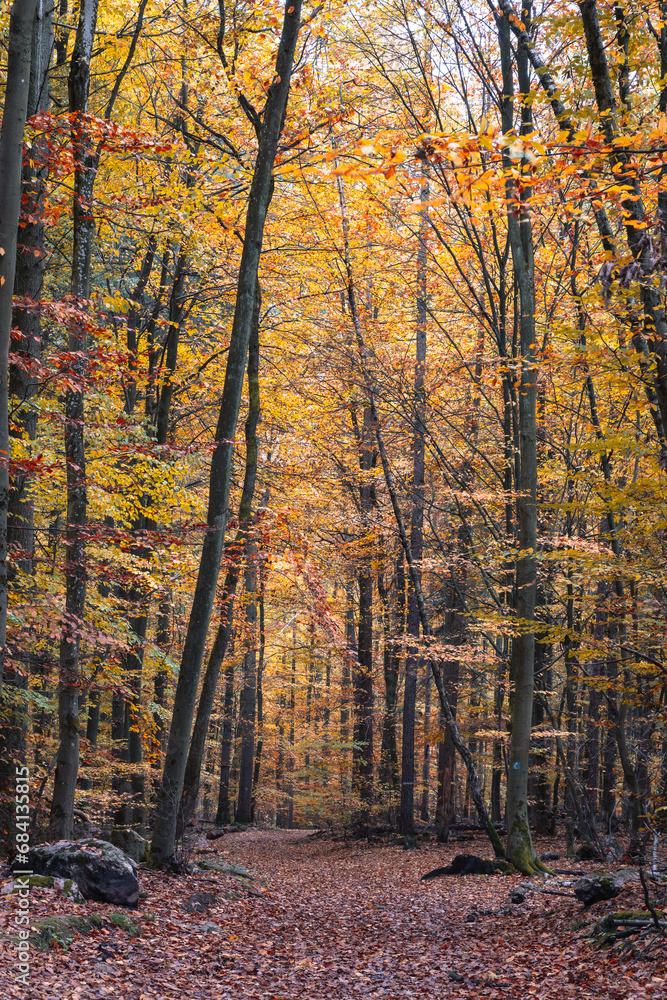 Fototapeta premium autumn walking 