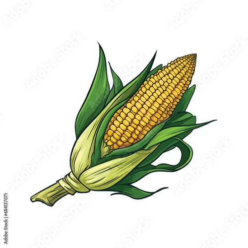 corn cobs isolated on white background