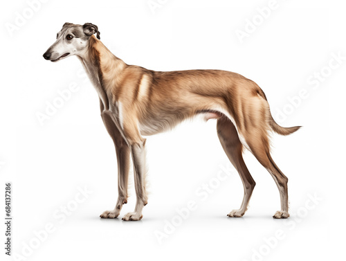Purebred greyhound breed dog in full height. Isolated on a white background.