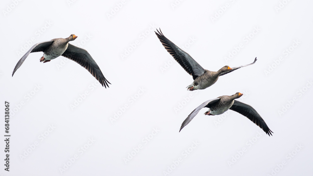 Fototapeta premium Three flying geese. Greylag goose or graylag goose (Anser anser) in flight.