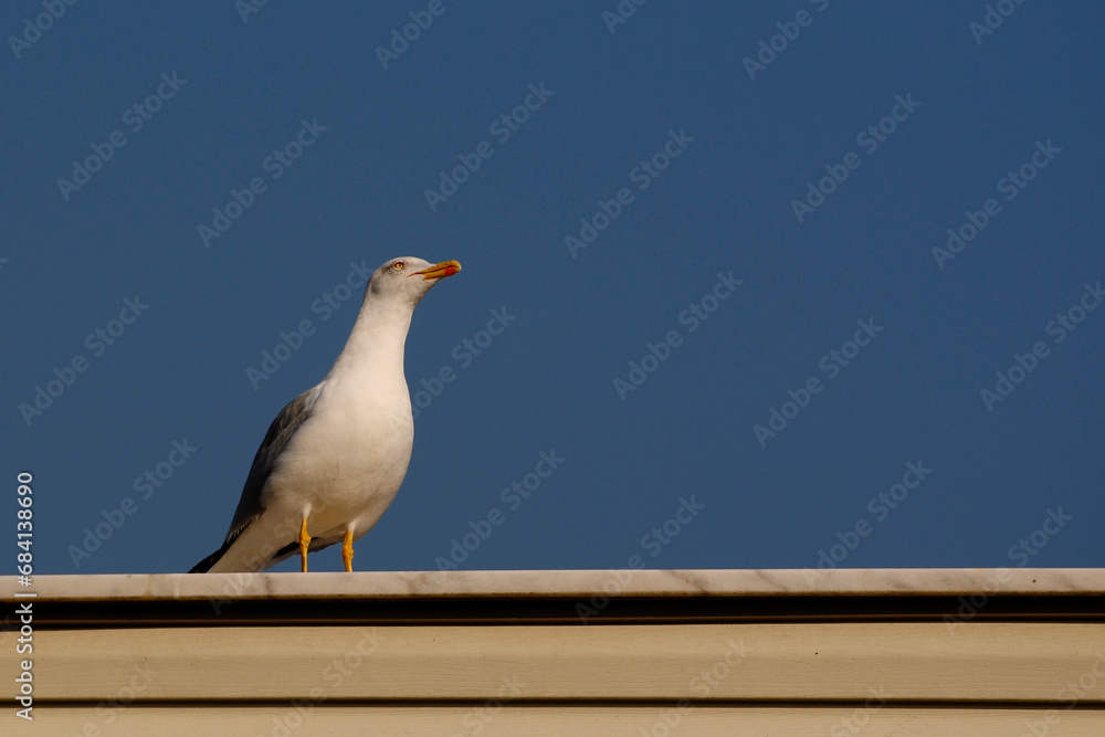 Obraz premium seagull on a roof