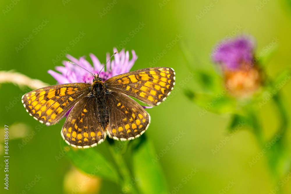 Fototapeta premium Wachtelweizen-Scheckenfalter (Melitaea athalia)