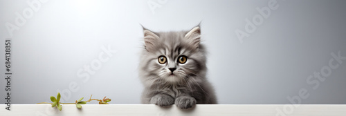 British Longhair kitten poses against a pristine white paper backdrop
