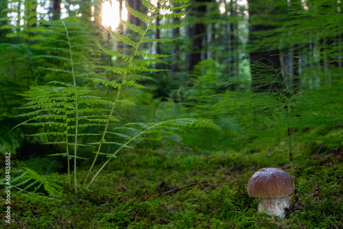 Romantic sunset in the forest with Boletus edulis mushroom. Beautiful green forest with fern, moss and edible wild fungus - penny bun, cep, porcino or porcini.