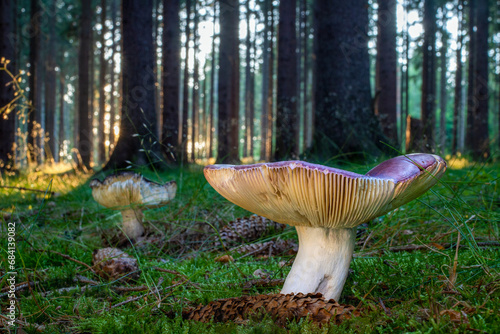 Red Russula vinosa mushrooms in the forest with sunlight.
Darkening brittlegill mushroom with sunset and forest trees in the background. photo