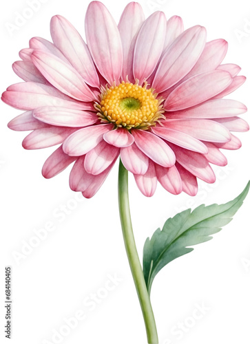 Watercolor paintings of Daisy flowers.