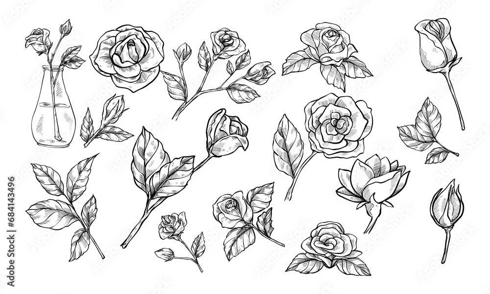 rose flowers handdrawn collection