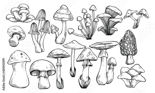 mushroom type handdrawn illustration