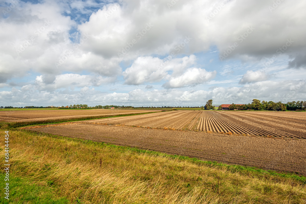 Agricultural polder landscape with the crop in converging rows on the field. The photo was taken on a cloudy day in late summer in the Dutch province of Zeeland.