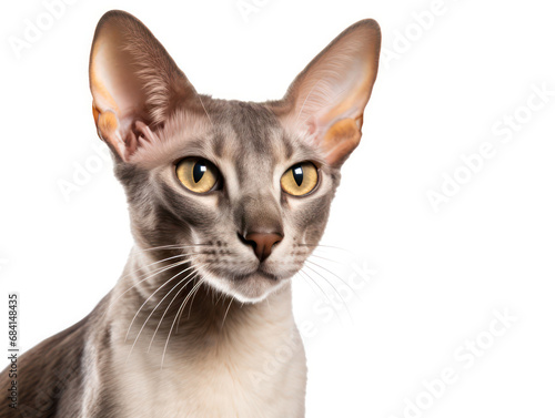 Oriental Shorthair Cat Studio Shot Isolated on Clear Background