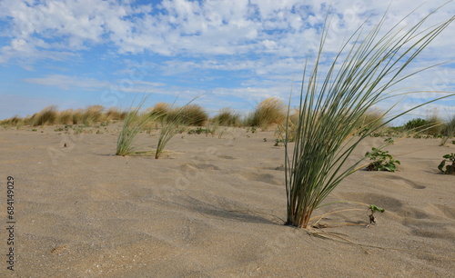 Fototapeta Naklejka Na Ścianę i Meble -  Desolate desert environment with few bushes in the arid sand in