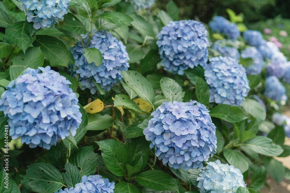 6月の満開の紫陽花 6月の満開の紫陽花