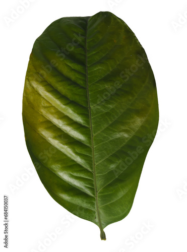 Green leaf isolated on white background. Clipping path included for easy isolation.