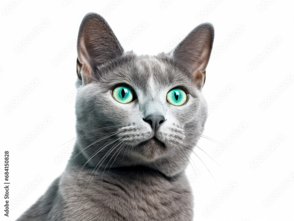 Russian Blue Cat Studio Shot Isolated on Clear Background