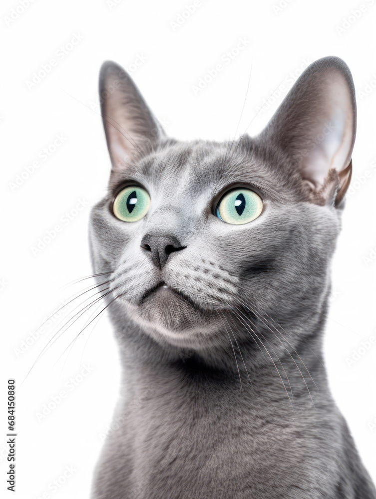 Russian Blue Cat Studio Shot Isolated on Clear Background Russian Blue Cat Studio Shot Isolated on Clear Background