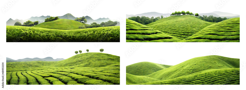 Set of tea plantations, cut out - obrazy, fototapety, plakaty 
