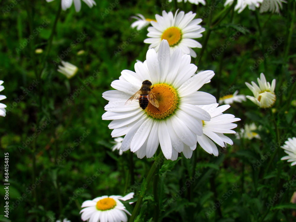 Fototapeta premium A bee on a daisy in the garden