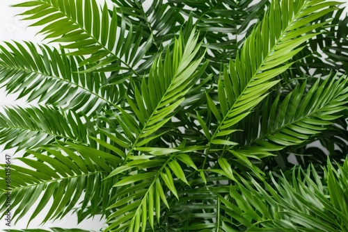 a close up of a green plant background