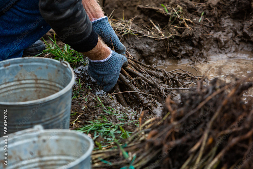 Small saplings of trees that are prepared for planting a forest. Small saplings of trees that are prepared for planting a forest.