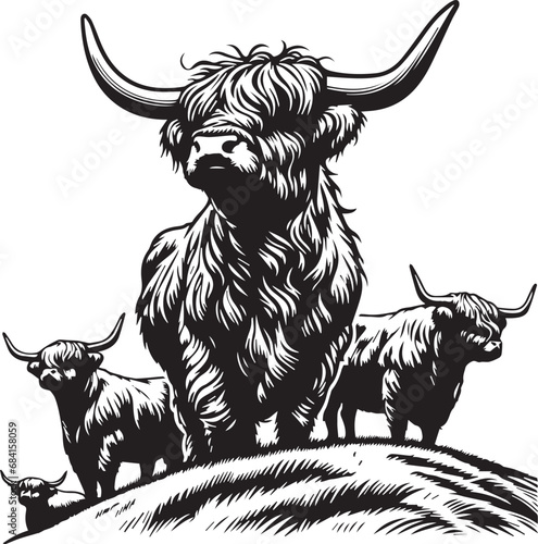 Highland cattle vector illustration photo