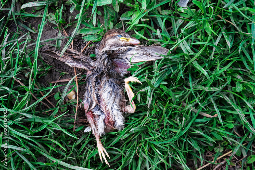 The photo captures a bird with spread wings and a twisted body on the ground. The little sparrow chick fell out of the nest and died.