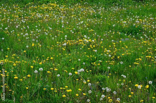 A close-up view of a field teeming with vibrant yellow dandelions.