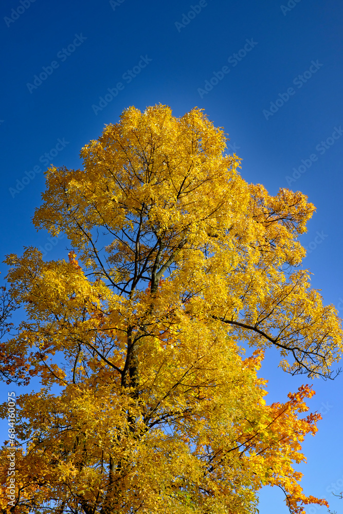 A tree with yellow leaves against a blue sky.