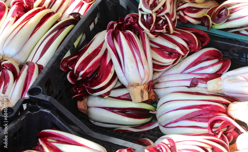 sale of red radicchio called TARDIVO an Italian winter food speciality photo