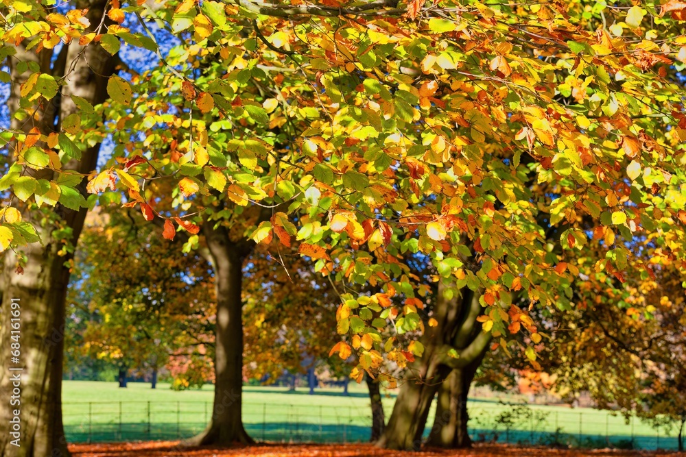 Fototapeta premium autumn trees in the park