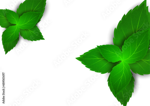 Realistic mint leaf on a white background. Freshness concept. Vector