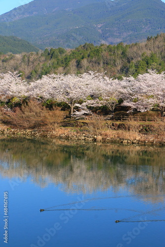 鴨と桜