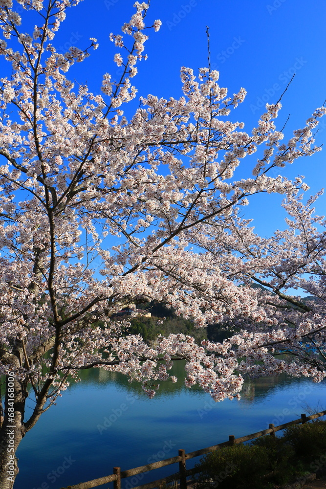 公園の桜