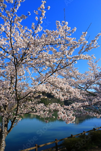 Obraz na płótnie 公園の桜 w salonie