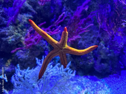 starfish in the water