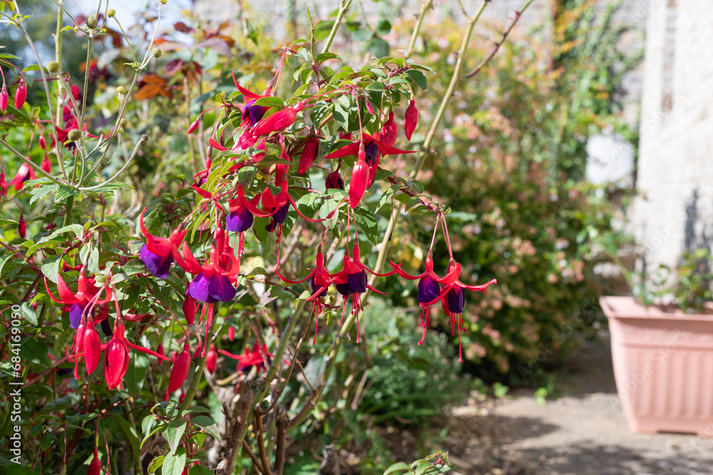 Purple and red fuchsias in bloom Purple and red fuchsias in bloom