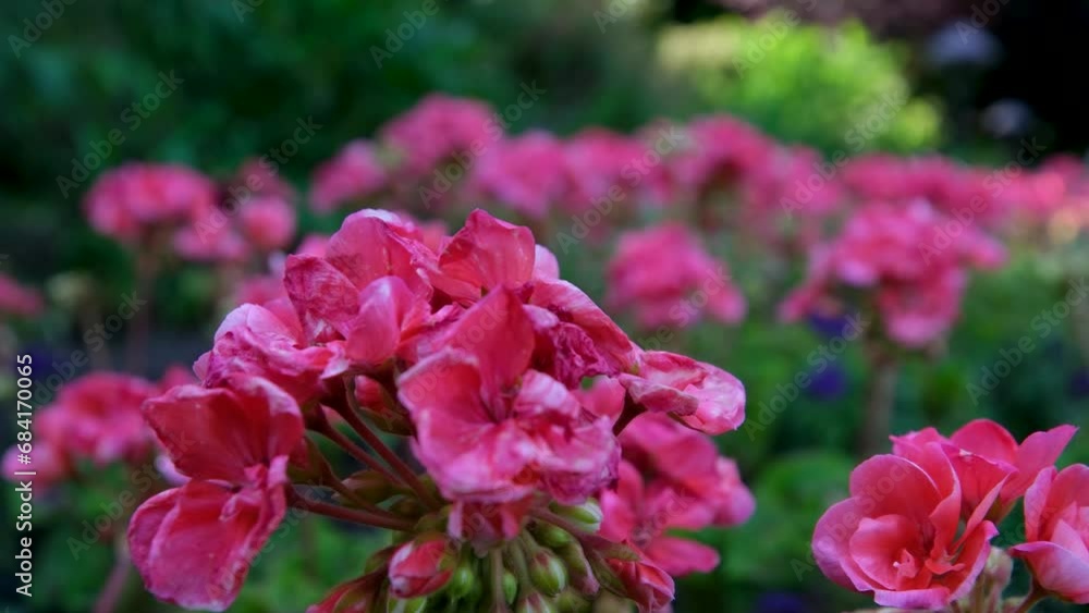 Rose garden The famous gardens of Butchert on Victoria Island. Canada. The Butchart Gardens Rose garden The famous gardens of Butchert on Victoria Island. Canada. The Butchart Gardens