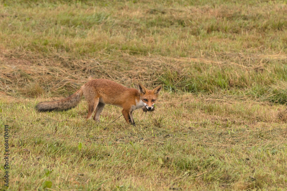 A brown fox eats a mouse on a green meadow