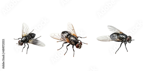 Fly isolated on white background © PngXpress