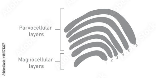 Six layers in the lateral geniculate nucleus. Magnocellular layers and parvocellular layers. Scientific resources for teachers and students.
