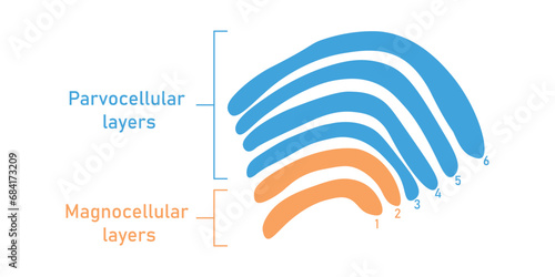 Six layers in the lateral geniculate nucleus. Magnocellular layers and parvocellular layers. Scientific resources for teachers and students. photo