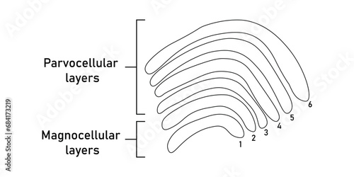 Six layers in the lateral geniculate nucleus. Magnocellular layers and parvocellular layers. Scientific resources for teachers and students.