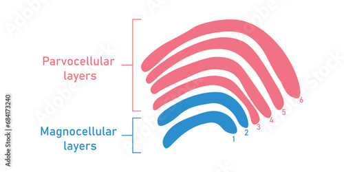 Six layers in the lateral geniculate nucleus. Magnocellular layers and parvocellular layers. Scientific resources for teachers and students.